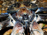 Giant Coconut Crab, Close Up, Zanzibar Lámina fotográfica por Ariadne Van Zandbergen Giant Coconut Crab, Close Up, Zanzibar Lámina fotográfica por Ariadne Van Zandbergen
