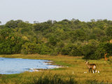 Defassa Waterbuck, with Young, Rwanda Lámina fotográfica por Ariadne Van Zandbergen
