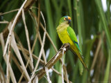 Peach-Fronted Parakeet, Parakeet Perched on Leafy Branch, Brazil Photographie par Roy Toft