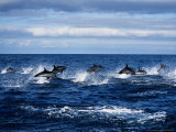 Striped Dolphin, Porpoising, Portugal Lámina fotográfica por Gerard Soury Striped Dolphin, Porpoising, Portugal Lámina fotográfica por Gerard Soury