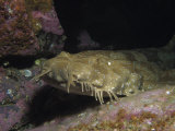 Spotted Wobbegong, Forster, Australia Photographie par Gerard Soury