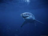 Great White Shark, Swimming, South Australia Photographie par Gerard Soury