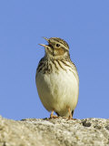 Wood Lark in Song, UK Photographic Print by David Tipling
