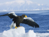 Stellars Sea Eagle, Wings Open About to Take-Off, Japan Photographic Print by Roy Toft