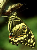 Citrus Swallowtail, New, C.Kenya Photographic Print by Steve Turner
