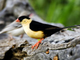 Shaft-Tailed Whydah, Perching on Log, Namibia Photographie par Ariadne Van Zandbergen