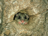 Fat Dormouse, England, UK Photographic Print by Les Stocker