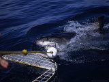 Great White Shark, Attacking Bait, S. Australia Photographie par Gerard Soury