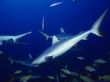 Dagsit Shark, Swimming, Polynesia Photographie par Gerard Soury