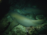 Tawny Shark, Pair in Cave, Indonesia Photographie par Gerard Soury