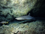Whitetip Reef Sharks, In Cave, Polynesia Photographie par Gerard Soury