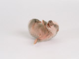 Badger, 4 Days Old, UK Lámina fotográfica por Les Stocker Badger, 4 Days Old, UK Lámina fotográfica por Les Stocker