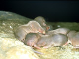 Common Shrew, Group of Young, UK Lámina fotográfica por Les Stocker Common Shrew, Group of Young, UK Lámina fotográfica por Les Stocker