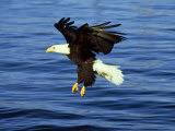 Bald Eagle, Feb, USA Photographic Print by David Tipling