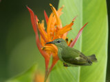 Red-Legged Honeycreeper, Female on Flower, Costa Rica Photographie par Roy Toft
