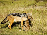 Black-Backed Jackal (Canis Mesomelas) Killing a Thomsons Gazelle (Gazella Thomsoni), Tanzania Photographie par Ariadne Van Zandbergen