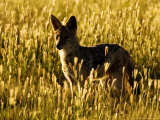 Black-Backed Jackal, Standing in Grass, Namibia Photographie par Ariadne Van Zandbergen