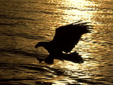Bald Eagle, Fishing, USA Photographie par David Tipling