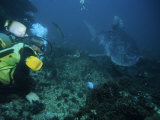 Tiger Shark, with Diver, South Africa Photographic Print by Gerard Soury