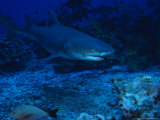 Lemon Shark, Swimming, Polynesia Photographie par Gerard Soury