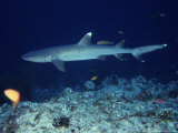 Whitetip Reef Sharks, Swimming, Maldives Photographie par Gerard Soury