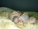 Common Shrew, Group of Young, UK Lámina fotográfica por Les Stocker Common Shrew, Group of Young, UK Lámina fotográfica por Les Stocker