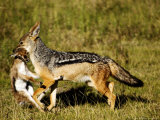 Black-Backed Jackal (Canis Mesomelas) Killing a Thomsons Gazelle (Gazella Thomsoni), Tanzania Photographie par Ariadne Van Zandbergen