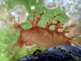 Bushy-Backed Nudibranch, Maine, USA Stampa fotografica di Gustav Verderber Bushy-Backed Nudibranch, Maine, USA Stampa fotografica di Gustav Verderber