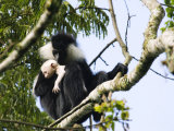 Angola Black and White Colobus Monkeys, with Young, Rwanda Photographie par Ariadne Van Zandbergen
