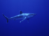 Silvertip Shark, Swimming, Tuamotu, French Polynesia Photographie par Gerard Soury