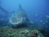 Tiger Shark, Swimming, South Africa Photographie par Gerard Soury