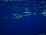 Blacktip Reef Sharks, Swimming, Polynesia Photographie par Gerard Soury