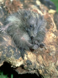 Hedgehog, Young, England, UK Impressão fotográfica por Les Stocker