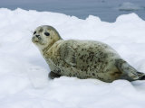 Harbor Seal, Young Seal Lying in Snow, Japan Photographic Print by Roy Toft