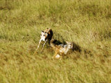 Black-Backed Jackal Chased by a Thomsons Gazelle Protecting Its Young, Tanzania Lámina fotográfica por Ariadne Van Zandbergen