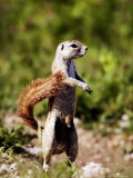Ground Squirrel, Standing Upright, Namibia Photographie par Ariadne Van Zandbergen