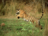 Tiger, Leaping, India Lámina fotográfica por Satyendra K. Tiwari Tiger, Leaping, India Lámina fotográfica por Satyendra K. Tiwari
