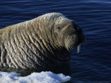 Walrus, Baffin Island, Canada Photographic Print by Gerard Soury