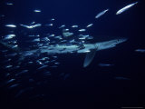 Blue Shark, with Sardines, USA Photographie par Gerard Soury
