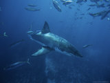 Great White Shark, Swimming, South Australia Photographic Print by Gerard Soury