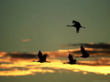 Sandhill Cranes at Dusk, New Mexico Photographic Print by David Tipling
