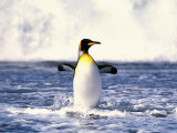 King Penguin, St. Andrews Bay, South Georgia Photographic Print by David Tipling