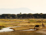Masai Giraffes, Ruaha National Park, Tanzania Photographie par Ariadne Van Zandbergen