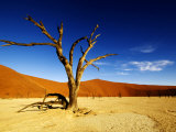 Dead Tree, Namib-Naukluft National Park, Namibia Photographie par Ariadne Van Zandbergen