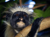 Kirks Red Colobus Monkey, Portrait of Monkey in Tree, Zanzibar Lámina fotográfica por Ariadne Van Zandbergen