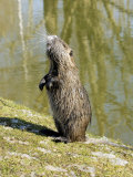 Coypu or Nutria, Standing on Riverbank, France Lámina fotográfica por Gerard Soury Coypu or Nutria, Standing on Riverbank, France Lámina fotográfica por Gerard Soury
