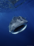 Whale Shark, Feeding, Australia Photographie par Gerard Soury