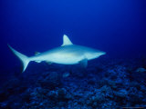 Dagsit Shark, Swimming, Polynesia Photographie par Gerard Soury
