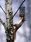 Red Squirrel on Garden Nut Feeder, Scotland Lámina fotográfica por David Tipling