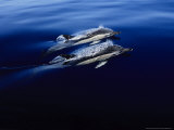 Short-Nosed Common Dolphin, Porpoising, Portugal Photographic Print by Gerard Soury